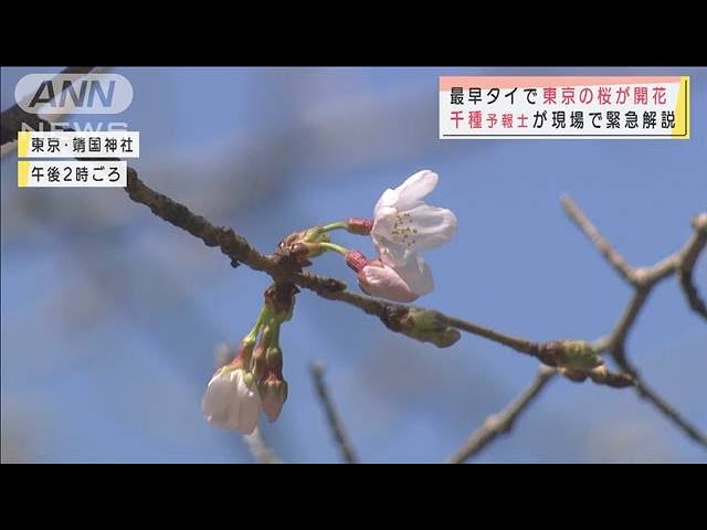 最早タイで東京の桜開花 予報士が現場で緊急解説 21年3月14日 Youtube 最早タイで東京の桜開花 予報士が現場で緊急解説 21年3月14日 Youtube