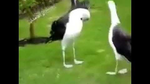 لا اله الا الله محمد رسول الله ( قران كريم )