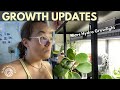 New Growth is my FAVOURITE! Updates growlight | Plant with Roos