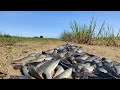 Best Hand Fishing - A fisherman a lot of catch catfish in mud when little water, catch by Skill hand