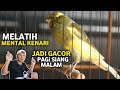 LAKUKAN TIAP PAGI‼️TUTORIAL MELATIH MENTAL KENARI JADI JUARA GACOR