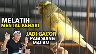 LAKUKAN TIAP PAGI‼️TUTORIAL MELATIH MENTAL KENARI JADI JUARA GACOR