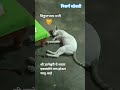 # आषाढी एकादशी# विठ्ठलभक्ती# श्री ज्ञानेश्वरी#cat lovers#pet animal#nature #latest short #trending
