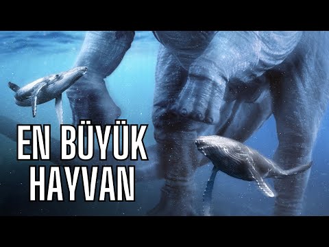 Video: Gezegendeki, sudaki ve karadaki en büyük hayvan