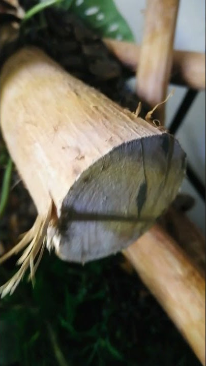 Boa imperator dans son terrarium.