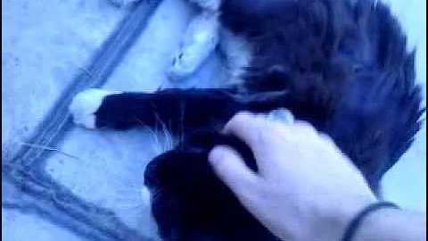 Video 11750301: beautiful norwegian forest cat, forest cat love, forest cat animals, cat old