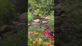 Quiet Moment - Nature Video Short Clips - #nature #waterfall #relaxation #flowers #shorts