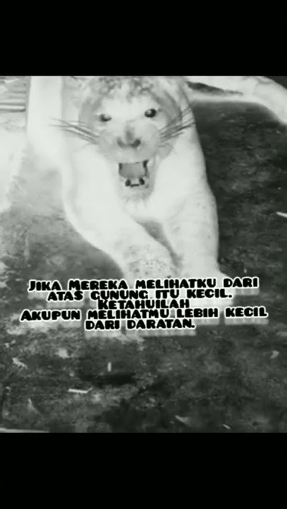 Story Wa _  jika mereka melihatku #status #wa #katakata #macan #tutul #macantutul #viral