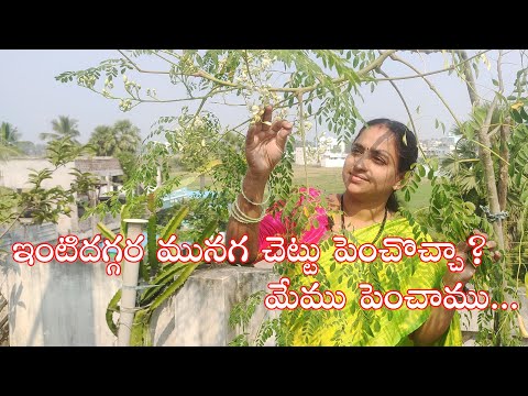 Tips Caring For Moringa Tree Munaga Chettu మ నగ చ ట ట ప పక క ర గ Munagachettu