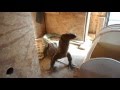 Playing Catch With Blue,, Trying To
