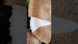 СНИМАЕТЕ ЛИ ВЫ КОЖУ С ГРИБОВ? Трутовик чешуйчатый.