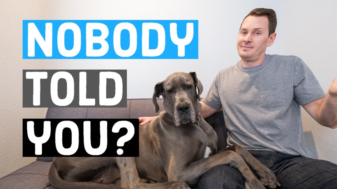 Things Nobody Tells You About Owning A Great Dane | Great Dane Care