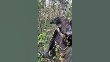 Ворон находит грибы и меняет на мясо! #Воронгоша #raven