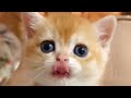 BEST FUNNY CATS COMPILATION 2022😂|  Cute and Funny Cat Videos to Keep You Smiling!😻