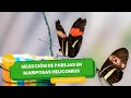 Selección de parejas en mariposas heliconius - TvAgro por Juan Gonzalo Angel Restrepo