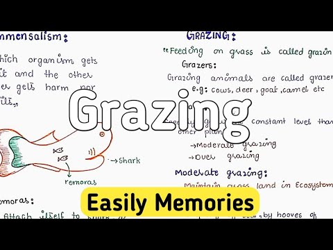 Grazing | Grazers - YouTube