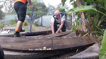 carpet python in tallai