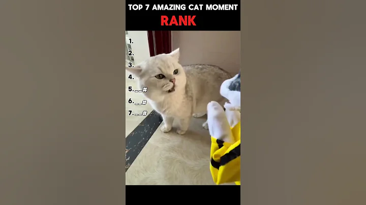 Video 11745711: amazing cat