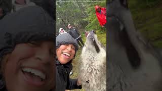 Bro forgot he’s a wolf 🤣 #wolf #funny #wildlife