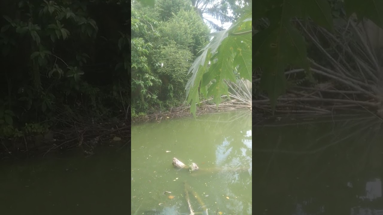 Casting manja di danau kisaran 