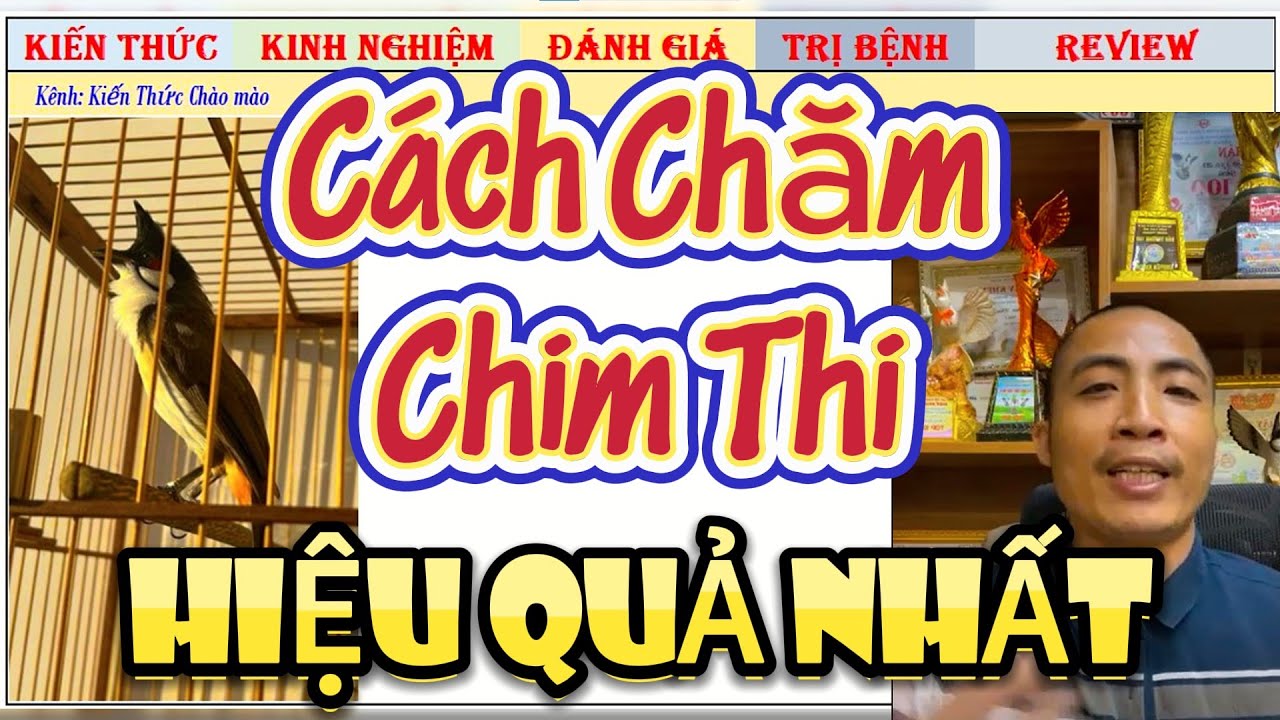 Chia Sẻ Cách Chăm Chim Chào Mào Thi Đấu của Các Nghệ Nhân Đá Xe như thế nào?