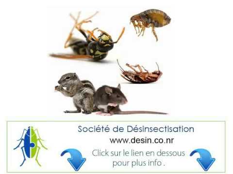 Vidéo: Comment se débarrasser des scorpions - Conseils pour contrôler les scorpions dans le jardin