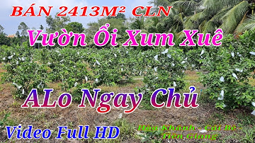 Cu Đất | Bán 2413 m² Vườn Ổi Đang Thu - Khu Vực Toàn Vườn Trái Cây thuộc Cái Bè - Tiền Giang