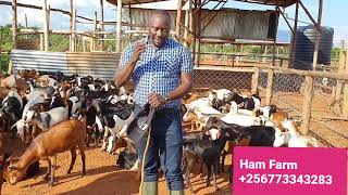 The 3 triplets of animals farming that u shouldn't miss for success
goats and cattle