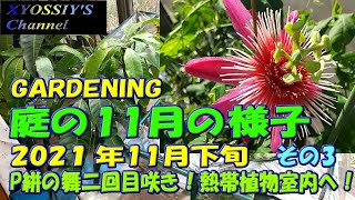 【XYOSSIYのライフチャンネル】2021年11月下旬の様子その３　熱帯植物サンルームへ移動、パッションフラワー絣の舞2鉢目巨大開花！( Passiflola Kasurinomai)