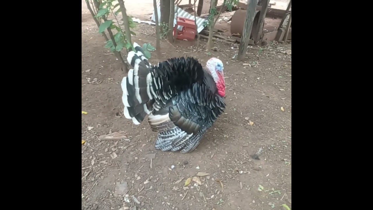 pavo macho