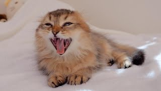 This cute kitten yawns as powerful as a lion. by Lulu the Cat 8,558 views 3 days ago 8 minutes, 6 seconds