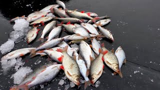 Рыбалка в астрахани по первому льду 2022-2023.ВОТ ТАК наловили.Зимняя ловля плотвы,красноперки,окуня