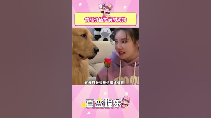 情绪价值拉满的狗狗