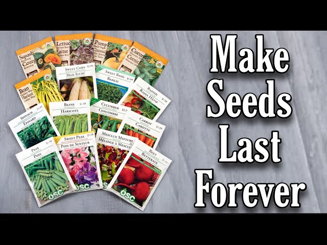 17+ BEST Seed Storage Ideas  How to Store Seeds! - PunkMed