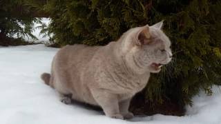 Cat and Snow. British Shorthair.