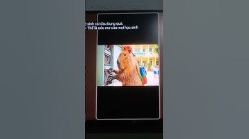 Ngày đi học đầu tiên của Capy 🤣 #capybara #capybarayeunoi #vuive