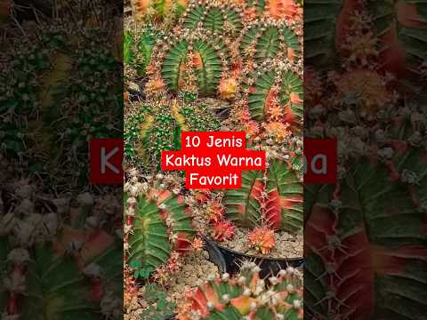 Video: 5-zona kaktus oʻsimliklari - 5-zonada kaktus etishtirish boʻyicha maslahatlar