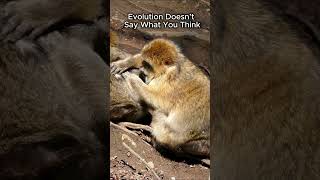 #4 The Monkey Myth About Human Origins #EvolutionFacts #MonkeyMyth #ScienceFacts #DidYouKnow #Histor