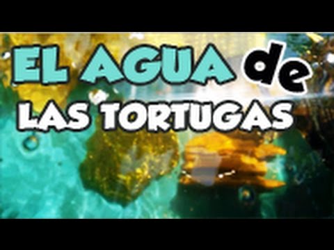 Como se mantiene el agua de mis tortugas :-: Filtro casero 