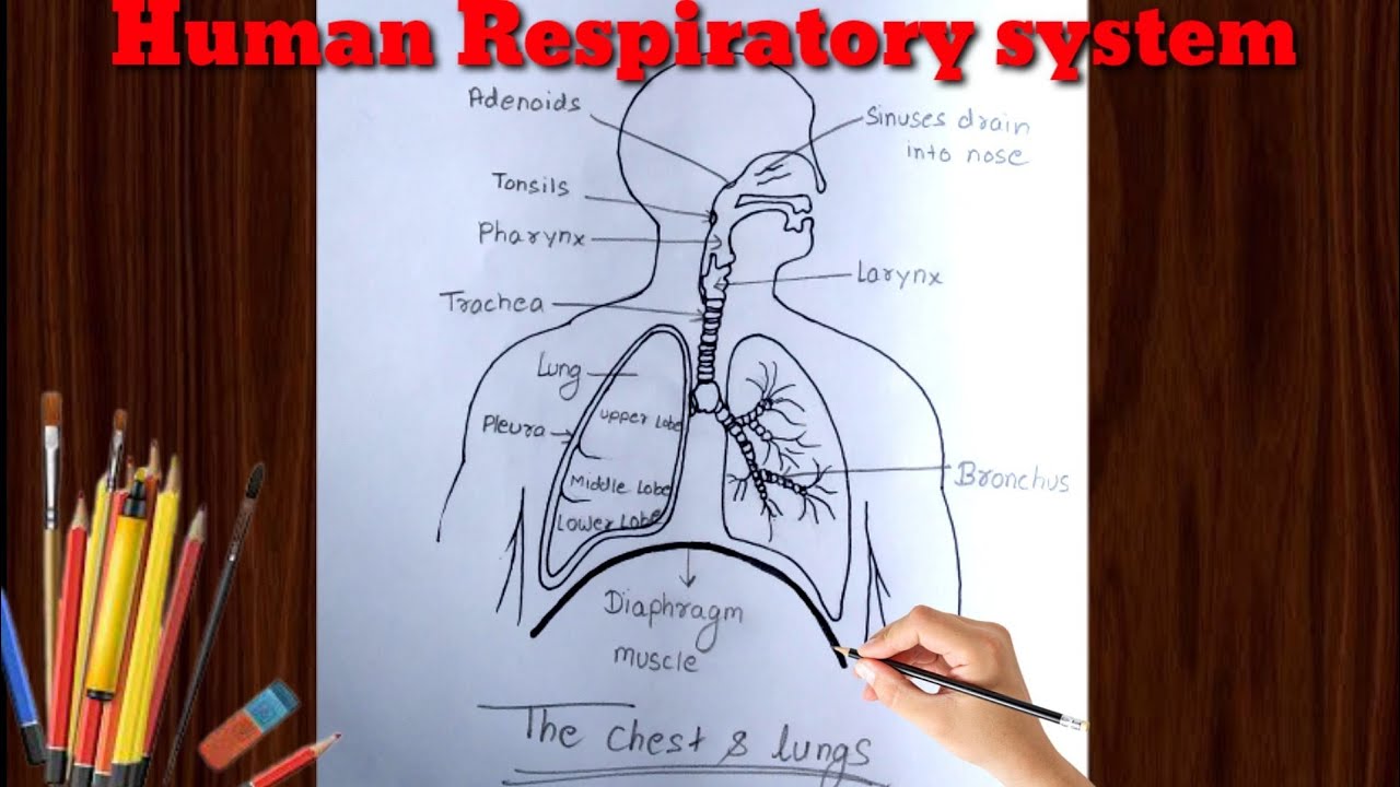 2,200+ Respiratory System Sketch Stock Illustrations, Royalty-Free Vector  Graphics & Clip Art - iStock