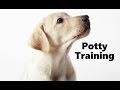 How To Potty Train A Labrador Retriever Puppy - Training Labrador Retriever Puppies - Lab Puppies How To Potty Train A Labrador Retriever Puppy - Training Labrador Retriever Puppies - Lab Puppies
