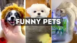 Funny Cat, Dog &amp; Animal Videos | Funny Pets Compilation - 12