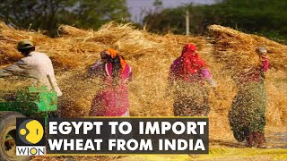Food Crisis Worlds Biggest Importer Egypt To Import Wheat From India  World News  Wion