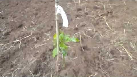 Monitoring Tree Growth: 6 Months After Planting in Mount Bamboutos