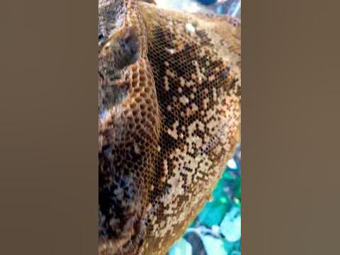 #tamilnadu #salem #valapady #natural #honey - YouTube