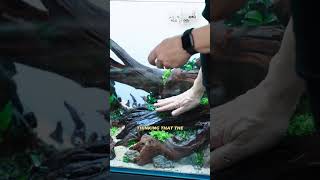 How to create 𝑷𝑬𝑹𝑺𝑷𝑬𝑪𝑻𝑰𝑽𝑬 in a planted aquarium?🏞️