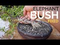 Fixing a slanted Elephant Bush