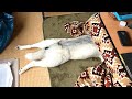 もうシベリアには帰れないハスキー