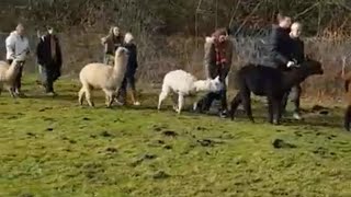 Alpaca Walking Mortimer West End at Hensting Alpacas 07876234399 Alpaca Walking Mortimer West End by Alpaca Walking Hensting Alpacas 233 views 5 years ago 1 minute, 5 seconds