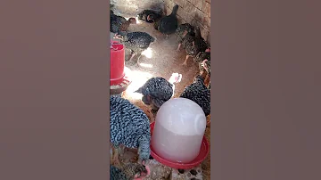 مراحل تربيه الفراخ الجميزه هتفرق كتير بطريقتى فى التربيه ام شهد وطيورها 
